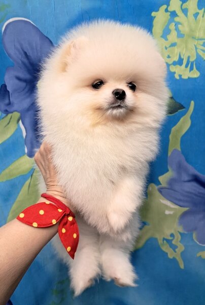 Pomeranian spitz fata foarte frumos