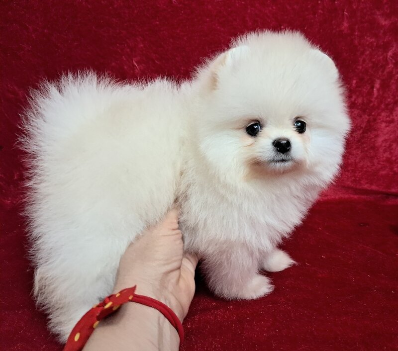 Pomeranian spitz fata foarte frumos