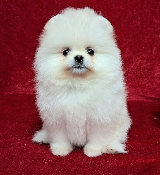 Pomeranian spitz fata foarte frumos