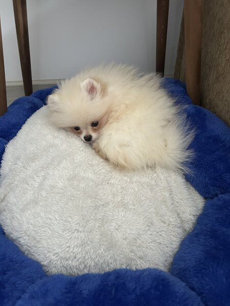 Pomeranian spitz fata foarte frumos