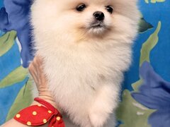 Pomeranian spitz fata foarte frumos