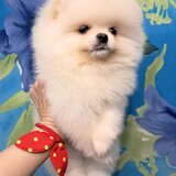 Pomeranian spitz fata foarte frumos