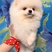 Pomeranian spitz fata foarte frumos
