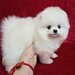 Pomeranian spitz fata foarte frumos