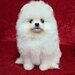 Pomeranian spitz fata foarte frumos