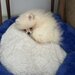 Pomeranian spitz fata foarte frumos